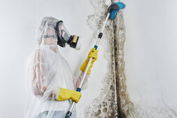 Best Emergency Mold Remediation in Macedonia, OH