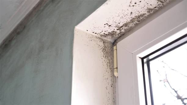 Best White Mold Remediation in Macedonia, OH