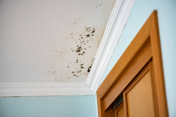 Best Attic Mold Remediation in Macedonia, OH