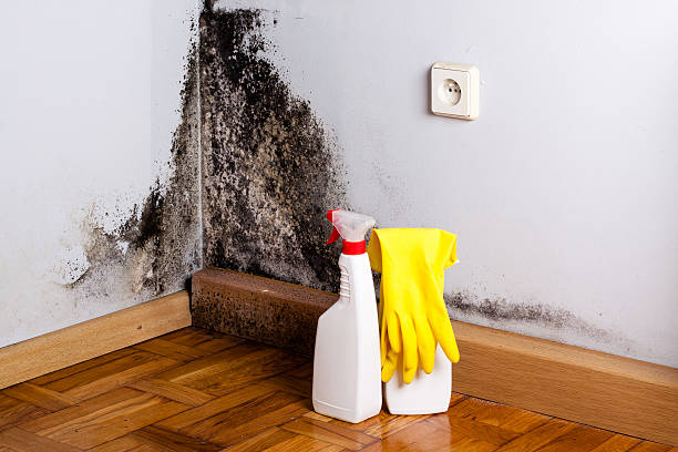 Best Commercial Mold Remediation in Macedonia, OH