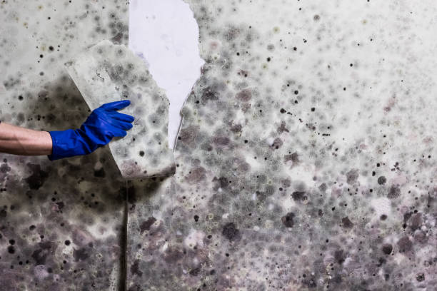 Best Kitchen Mold Remediation in Macedonia, OH
